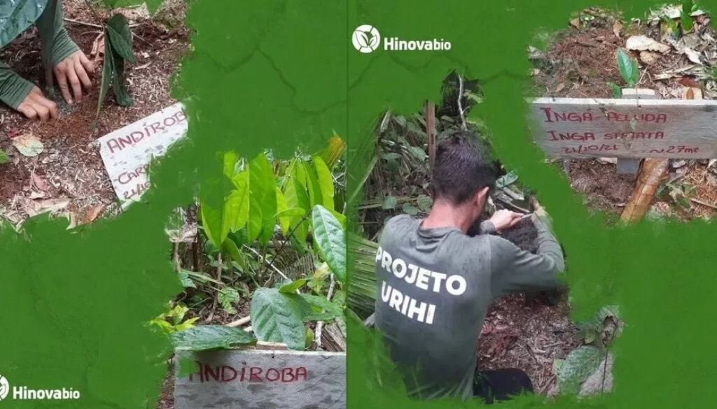 Plantacao-de-mudas-na-Amazonia-pela-Hinova-Bio-busca-frear-prejuizos-do-desmatamento-no-bioma-1024x537-1024x585