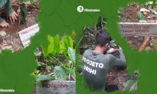 Plantacao-de-mudas-na-Amazonia-pela-Hinova-Bio-busca-frear-prejuizos-do-desmatamento-no-bioma-1024x537-1024x585